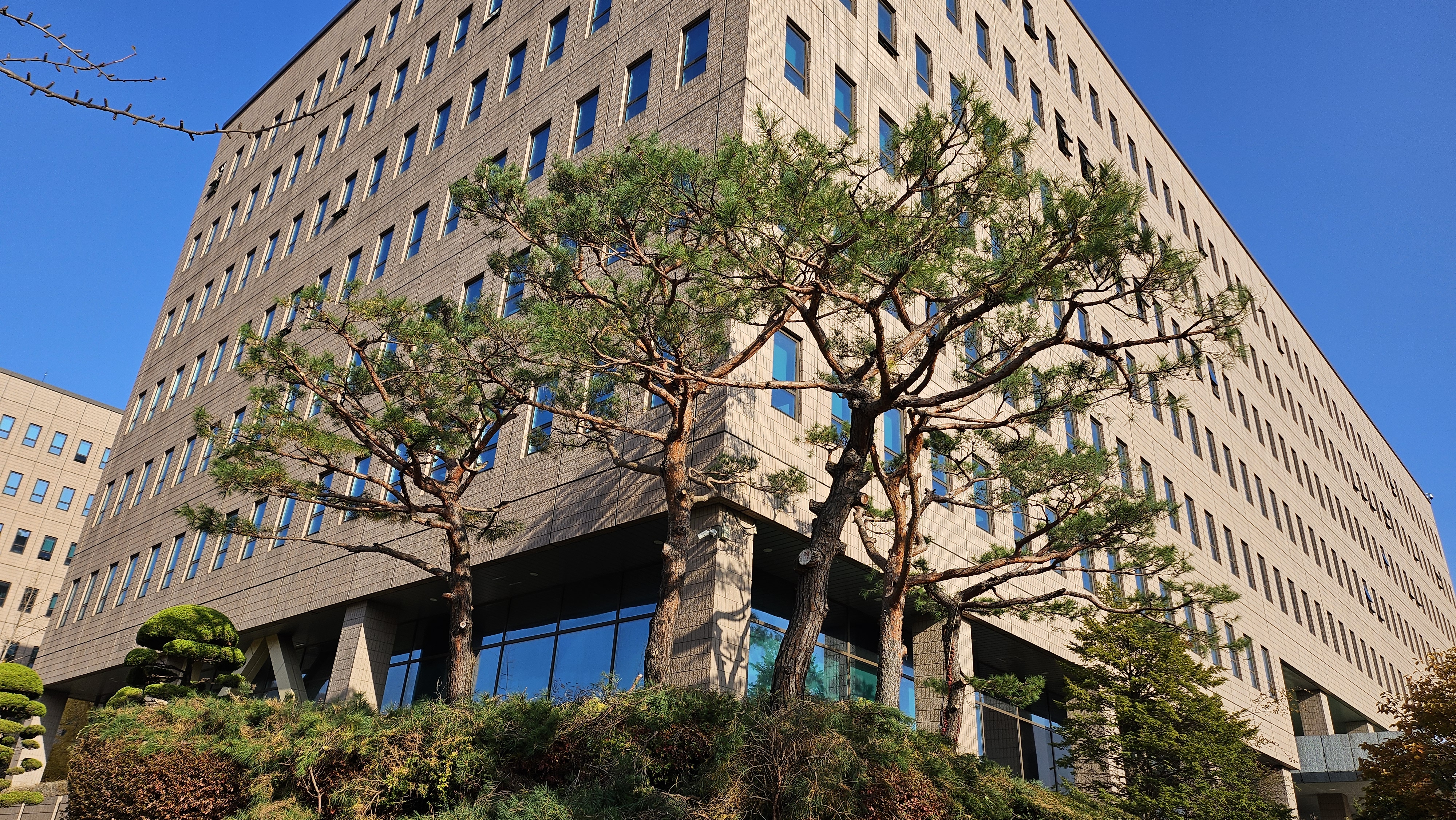 소나무 전정 후