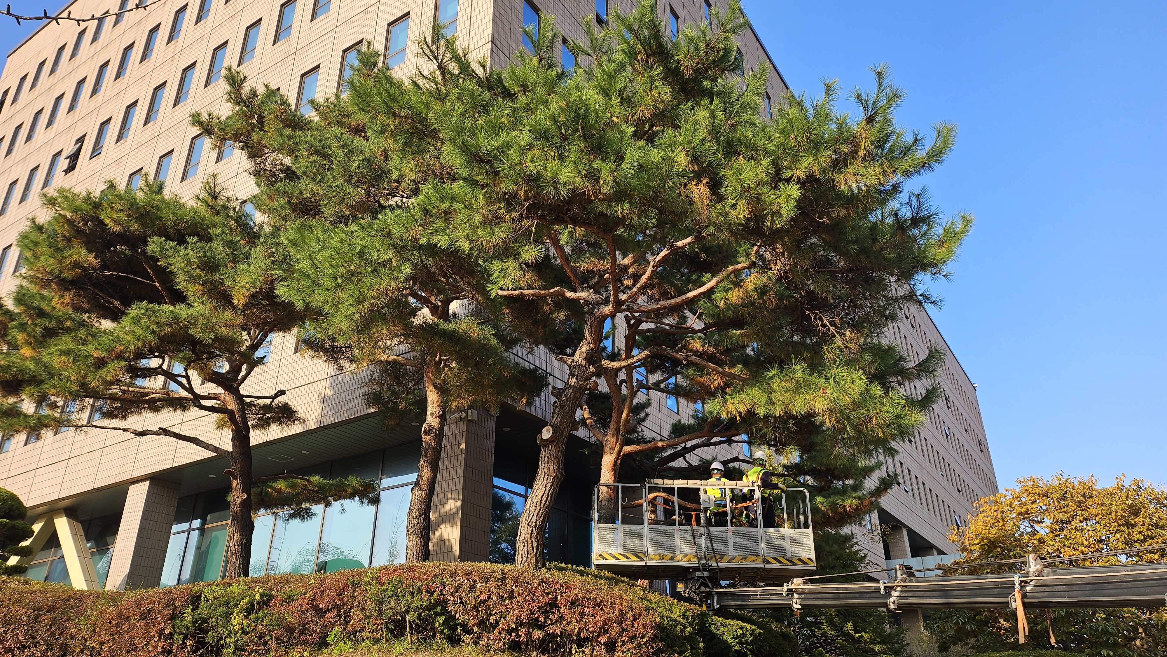 소나무 전정 전